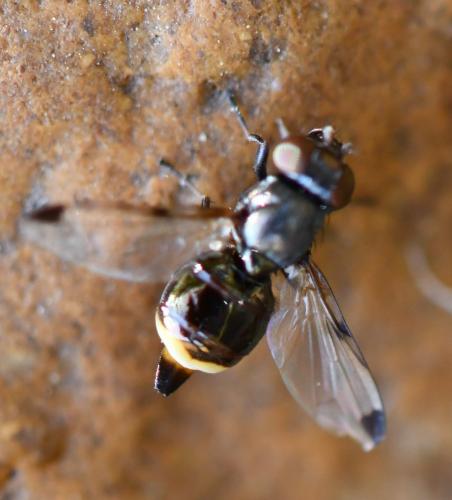 Euxesta notata